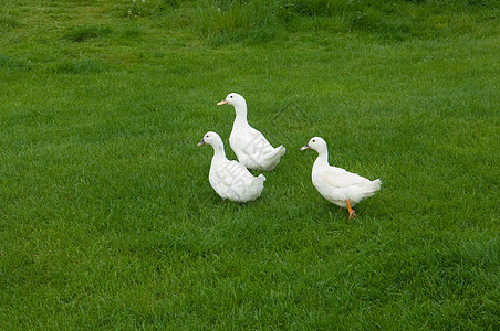 三只鸭子在草地上图片