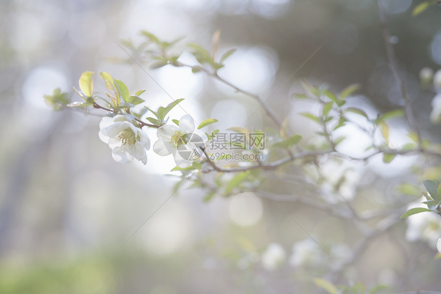 花朵图片