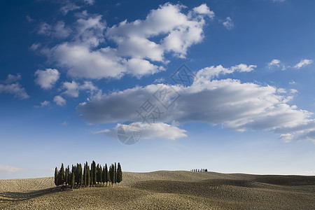 意大利托斯卡纳省瓦莱德奥西亚市锡耶纳西普勒斯树图片