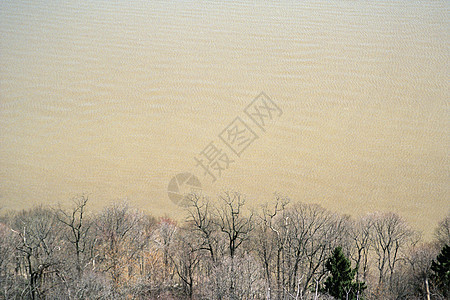 美国新泽西哈德逊河边光秃秃的树图片