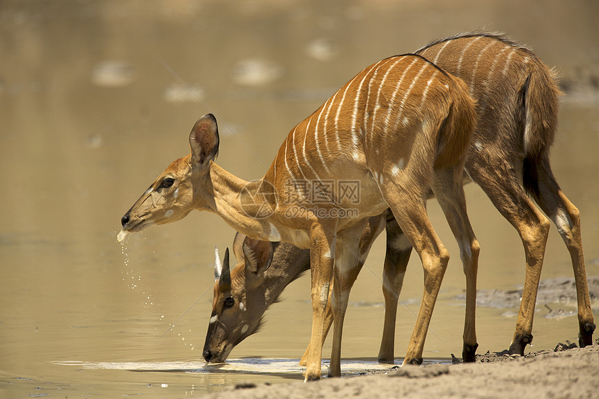 津巴布韦马纳池公园的鹿图片