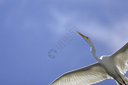 蓝天下飞翔的白鹭图片