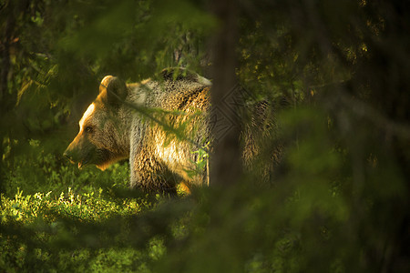 芬兰塔伊加森林的棕熊图片