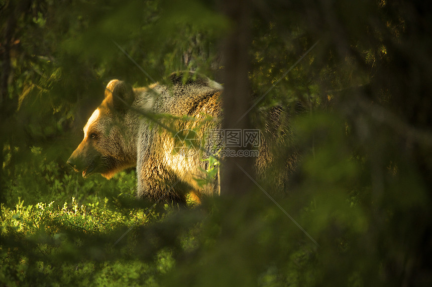 芬兰塔伊加森林的棕熊图片