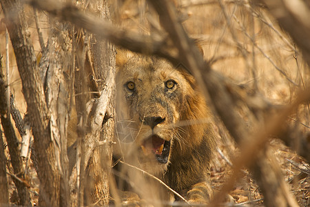 津巴布韦国家公园树丛中藏着的雄狮子图片