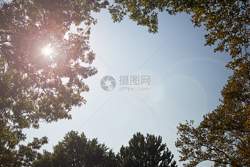 树林空缝中的蓝天图片