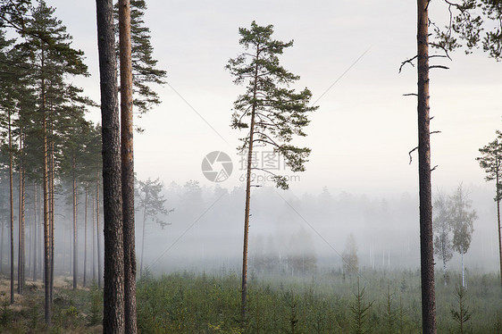 树与雾萨默尼米芬兰图片