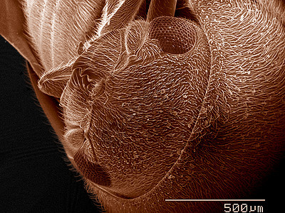 阿诺比伊达甲壳虫组织负责人SEM图片