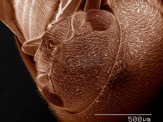 阿诺比伊达甲壳虫组织负责人SEM图片