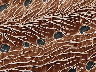 阿诺比伊达甲虫Elytra图片