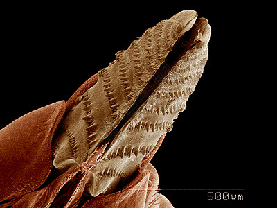 成像背景雌锯叶蜂产卵器双翅目双翅目背景