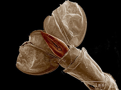 幻影微幼虫的尾巴ChaoboridaeSEM图片