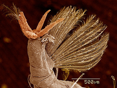 幻影微幼虫的尾巴ChaoboridaeSEM图片