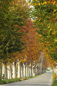 秋季在法国普罗旺斯与山花树相连的农村公路图片