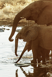 非洲大象在纳米比亚公园图片