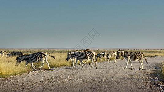 纳米比亚公园斑马跨越公园的路图片