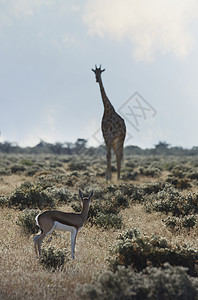 长颈鹿和羚羊的碰面图片