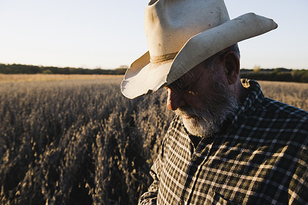 美国密苏里市大豆作物的男农民图片