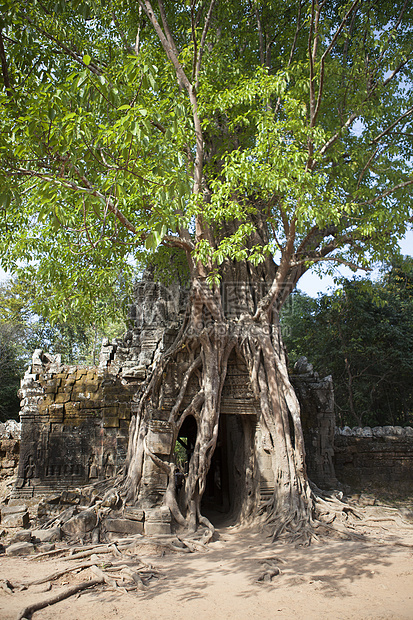 大树根覆盖的古老寺庙入口图片