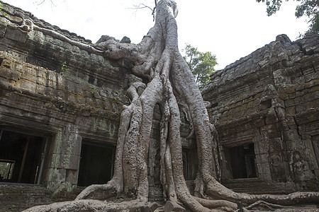柬埔寨有大树根的古庙图片
