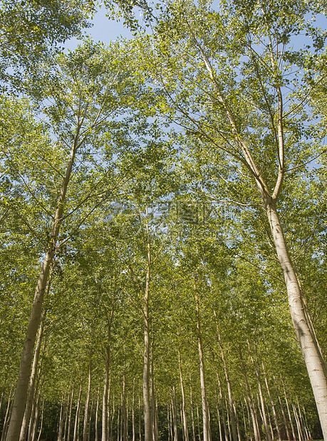 森林树木的低角视图图片