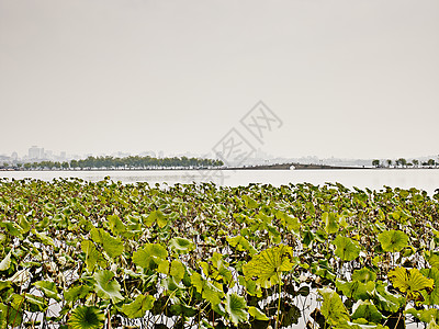 浙江杭州西湖的全景图片