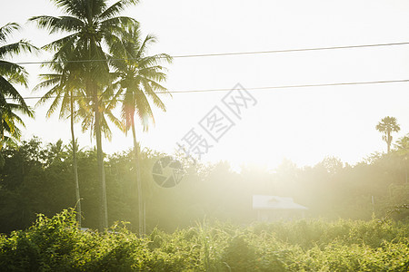 菲律宾田地景观棕榈树旁的小屋图片