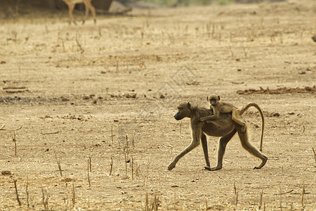 非洲津巴布韦马纳池狒狒宝宝骑在父母的背上图片