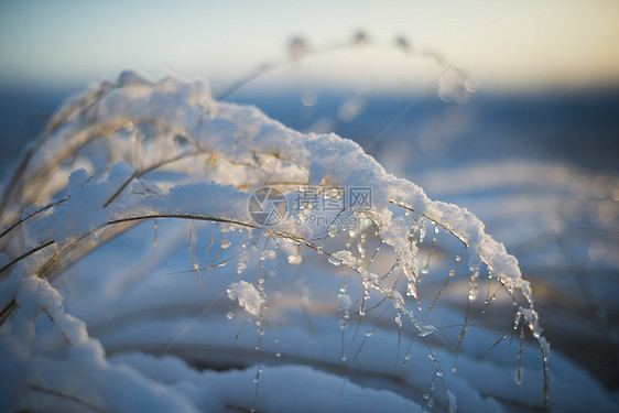 清晨被雪覆盖着的植物图片