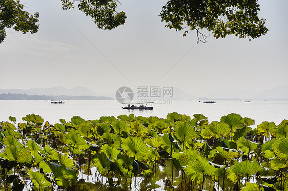 杭州西湖水生植物和渔船图片