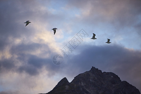 飞越美国阿拉斯加海因山的海鸥图片