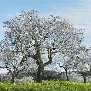 西班牙马洛卡的杏树图片