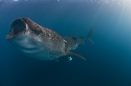 墨西哥湾的鲨鱼在水中产卵图片