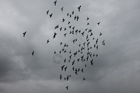天空的鸟群图片