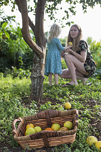 小女孩在花园里把刚摘到的橙子交给母亲图片