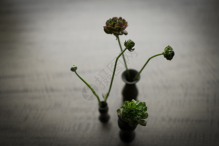 小花瓶里植物静物小花瓶背景