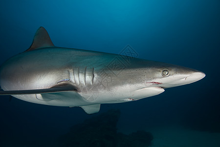 在墨西哥Revillagigedo的索科罗岛求偶仪式上可能得到的带有咬痕雌丝状鲨鱼图片