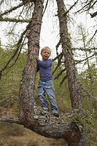 站在树上的小男孩肖像图片