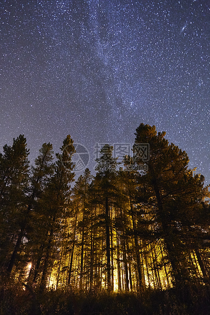 加拿大艾伯塔的树和星空图片