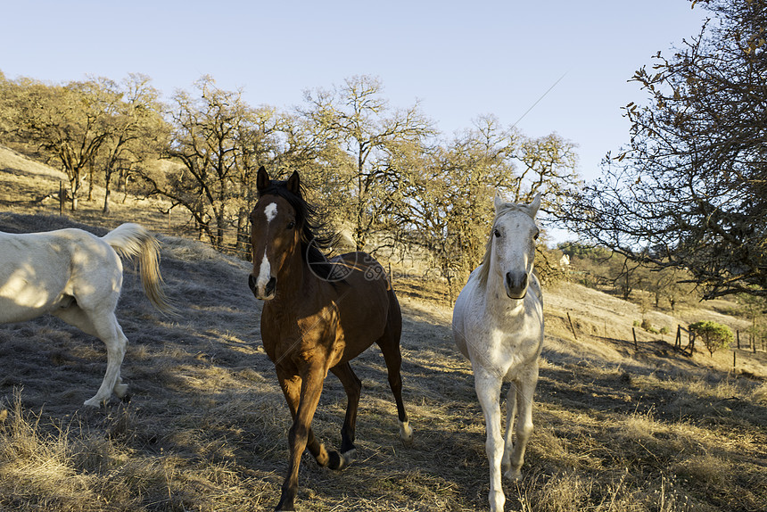 三匹马在野外跑步图片