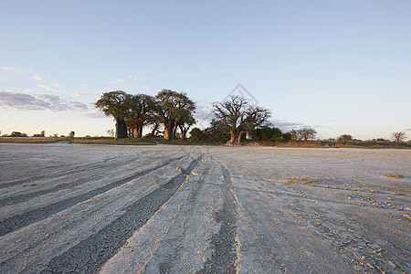 非洲卡拉哈里沙漠公园图片