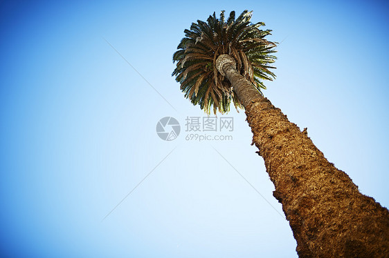 棕榈树和蓝天图片