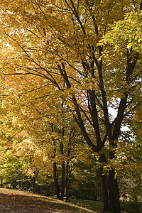 秋天的公园树叶图片