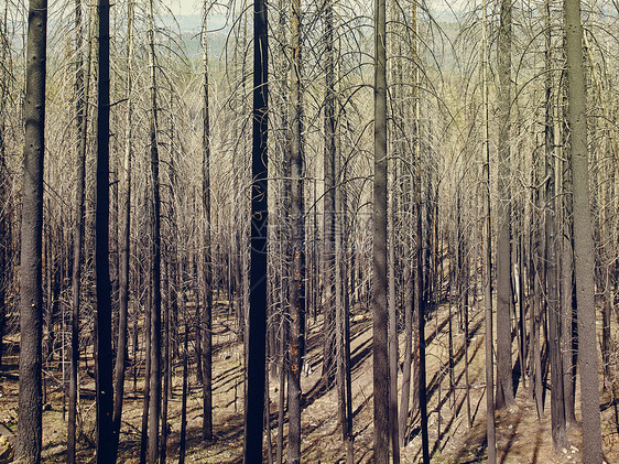 美国加利福尼亚州约塞米特公园冬天的树干图片