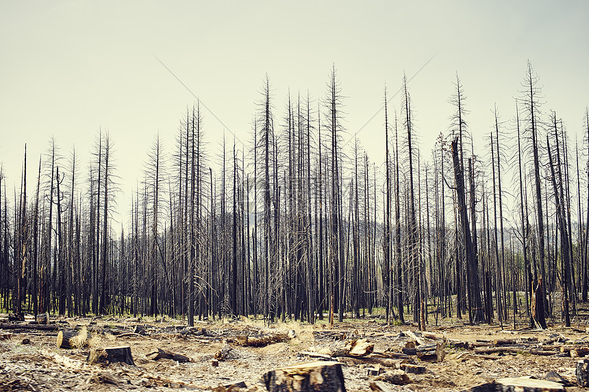 美国加利福尼亚州约塞米特公园中被砍伐留下的树桩图片
