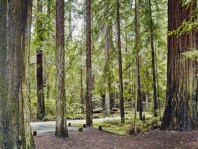 美国加利福尼亚州Eureka的红杉树图片