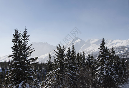 阿拉斯加公园的雪覆盖树木图片