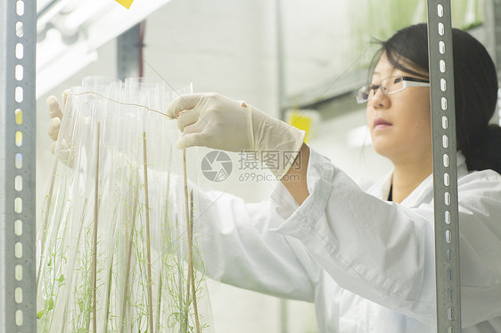 女科学家在温室实验中采集植物样本图片