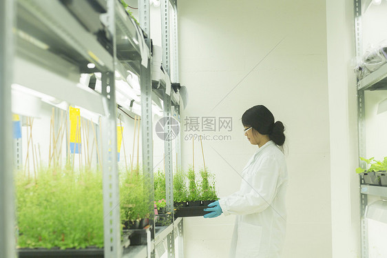 女科学家在温室实验取走植物样品图片