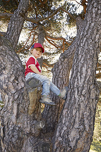 坐在树上的小男孩图片
